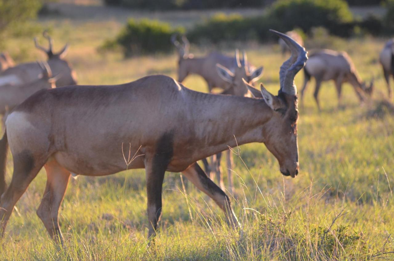 باترسون Lalibela Game Reserve Lentaba Safari Lodge المظهر الخارجي الصورة