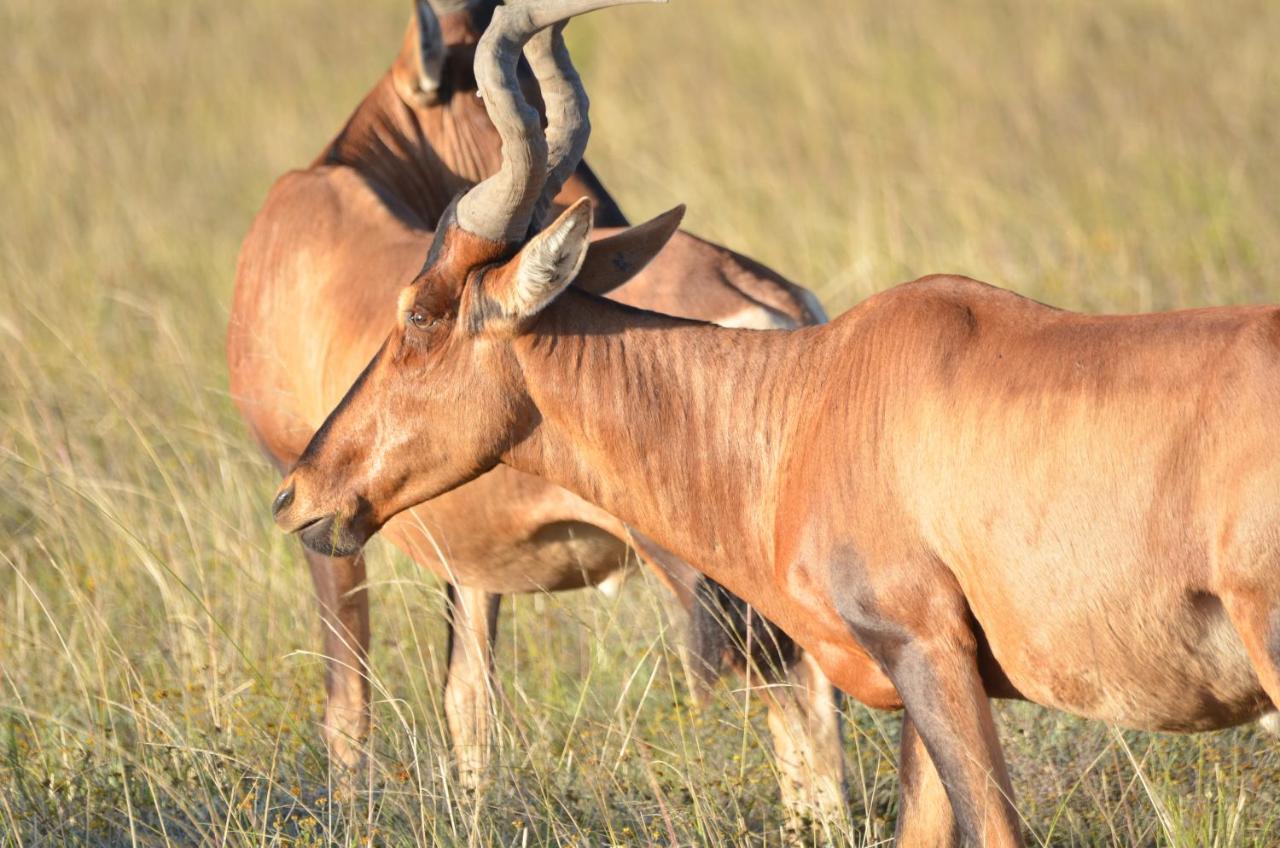 باترسون Lalibela Game Reserve Lentaba Safari Lodge المظهر الخارجي الصورة