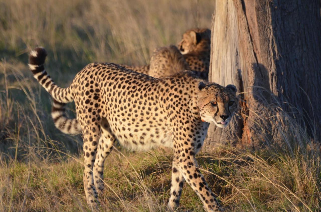 باترسون Lalibela Game Reserve Lentaba Safari Lodge المظهر الخارجي الصورة